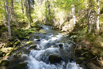 Wundervoller Gebirgsfluss in den Alpen von Wald umgeben 