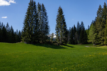 Fototapeta na wymiar Bäume in den Alpen 