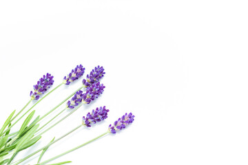 白背景のラベンダー