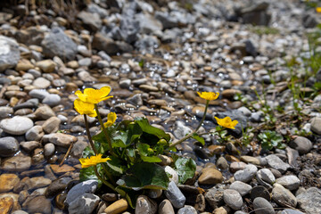 Kiesweg mit kleinen gelben Blumen 