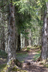 Fototapeta premium Wunderschönes Bergpanorama mit Wald