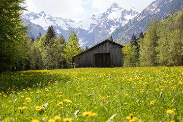 Fototapeta premium Wunderschönes Alpenpanorama mit Blumen und einer Hütte