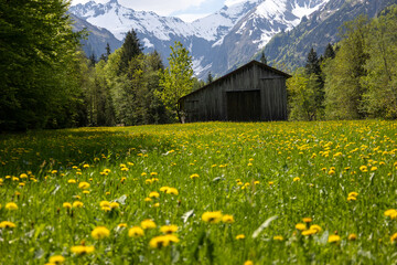 Wundersch&ouml;nes Alpenpanorama mit Blumen und einer H&uuml;tte