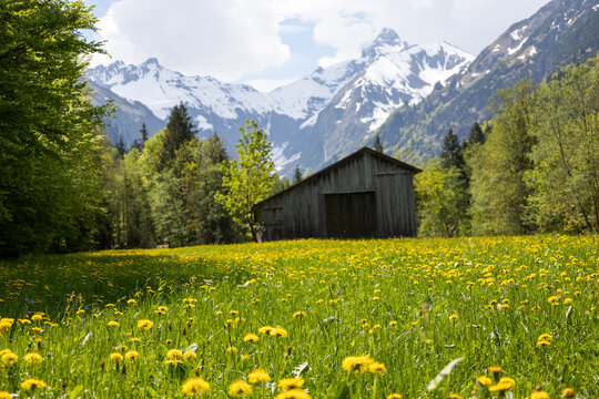 Wundersch&ouml;nes Alpenpanorama mit Blumen und einer H&uuml;tte