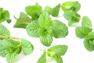 白背景のミント © plants_ka