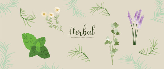 Botanical herbal watercolor background vector. Fresh aromatic rosemary leaf branch, lavender, peppermint, chamomile. Natural design for wallpaper, cover, advertising, healthcare product, cosmetics.