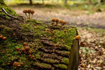 Wald Baumstamm Pilze Wachsen Natur