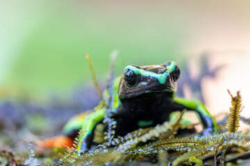 Mantella baroni (known as Baron's mantella, the variegated golden frog, or the Madagascar poison frog. Poisonous endemic frog in the family Mantellidae. Reserve Peyrieras Madagascar wildlife animal