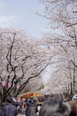 桜まつりで賑わう公園