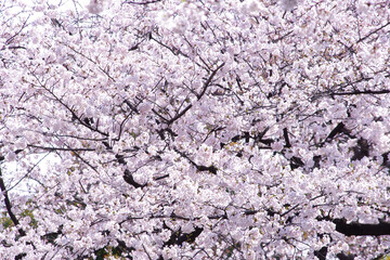 満開の桜