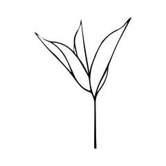 Hand drawing black contour twig with leaves isolated on white background. Part of a tree. Plant. Nature. Herbarium. Design element.