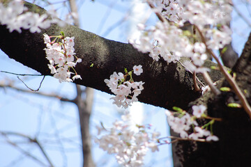 春の桜の花