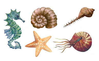 Seahorse, shells, starfish, nautilus