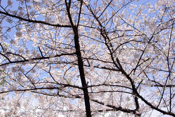 晴天の桜