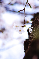 春の桜の花