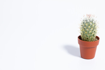 白背景のミニサボテン