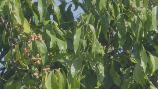 The melinjo tree (Gnetum gnemon Linn) bearing fruit with its green leaves swaying in the wind