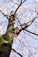 春の桜の花