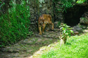 Sumatran tiger or Panthera tigris Sumatrae is walking in search of prey. The Sumatran tiger is Critically Endangered