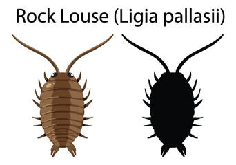 Rock Louse isolated rocky shore animal