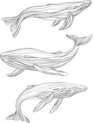 Abstract whales floating underwater. Illustration isolated animal on white background. Ocean mammal swimming set.