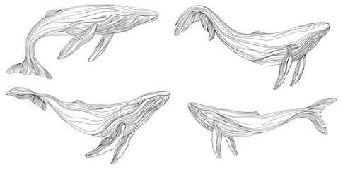 Fototapeta premium Abstract whales floating underwater. Illustration isolated animal on white background. Ocean mammal swimming set.