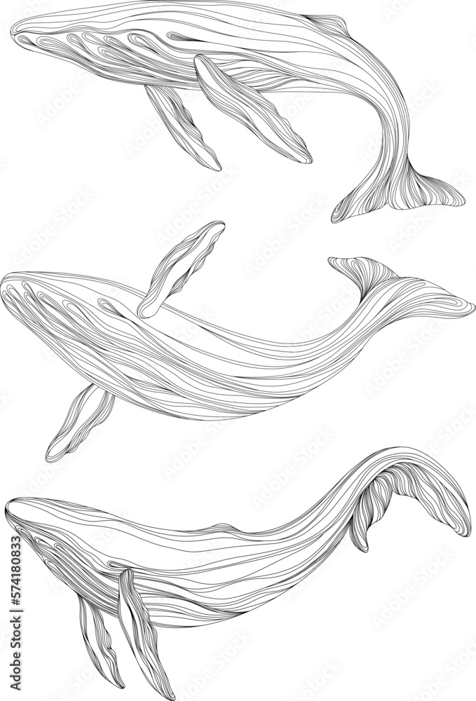 Wall mural abstract whales floating underwater. illustration isolated animal on white background. ocean mammal 