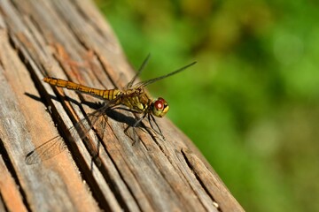 Libellula fulva (immature female)