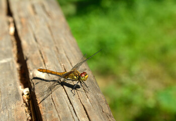 Libellula fulva (immature female)