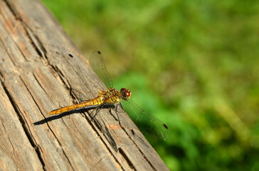 Libellula fulva (immature female)