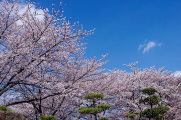 Obraz na płótnie Canvas 晴天の桜