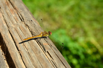 Libellula fulva (immature female)