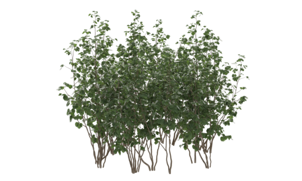 Various types of tree plants bushes shrub