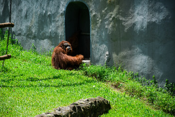 the big orangutan in the zoo is resting