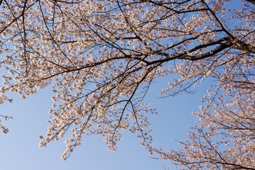 晴天の桜