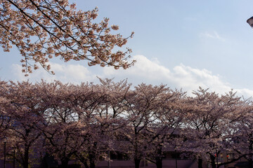 晴天の桜