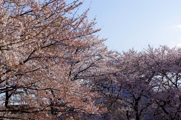 晴天の桜