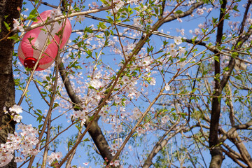 晴天の桜と祭の提灯