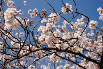 晴天の桜