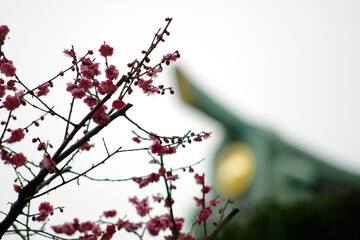 神社の屋根飾りと梅の花