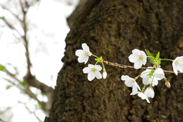 春の桜の花