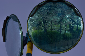 夜の桜が写るガードミラー