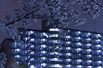 夜の団地と桜