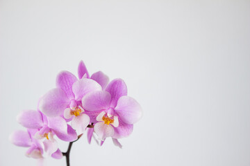 Fototapeta na wymiar 白背景の胡蝶蘭の花