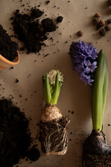 transplanting flowers into pots top view. white and blue hyacinth with roots in the soil top view close-up. soil, ceramic pots and flowers on brown paper	