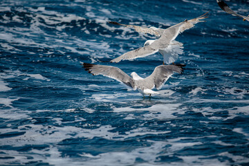 Seagulls at Croatian Sea