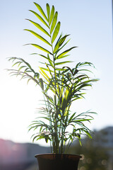 Fototapeta na wymiar 朝日を浴びる観葉植物