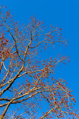 Blossoming the Red Silk Cotton Tree ,Silk cotton tree, Red cotton tree, Indian Kapok - The Latin name is Bombax Ceiba. Low angle view red flower tree on blue sky