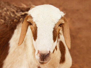 Portrait of an African female sheep, photo
