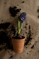 transplanting blue hyacinth into a clay pot top view. hyacinth flower in a ceramic pot after transplantation close-up.	